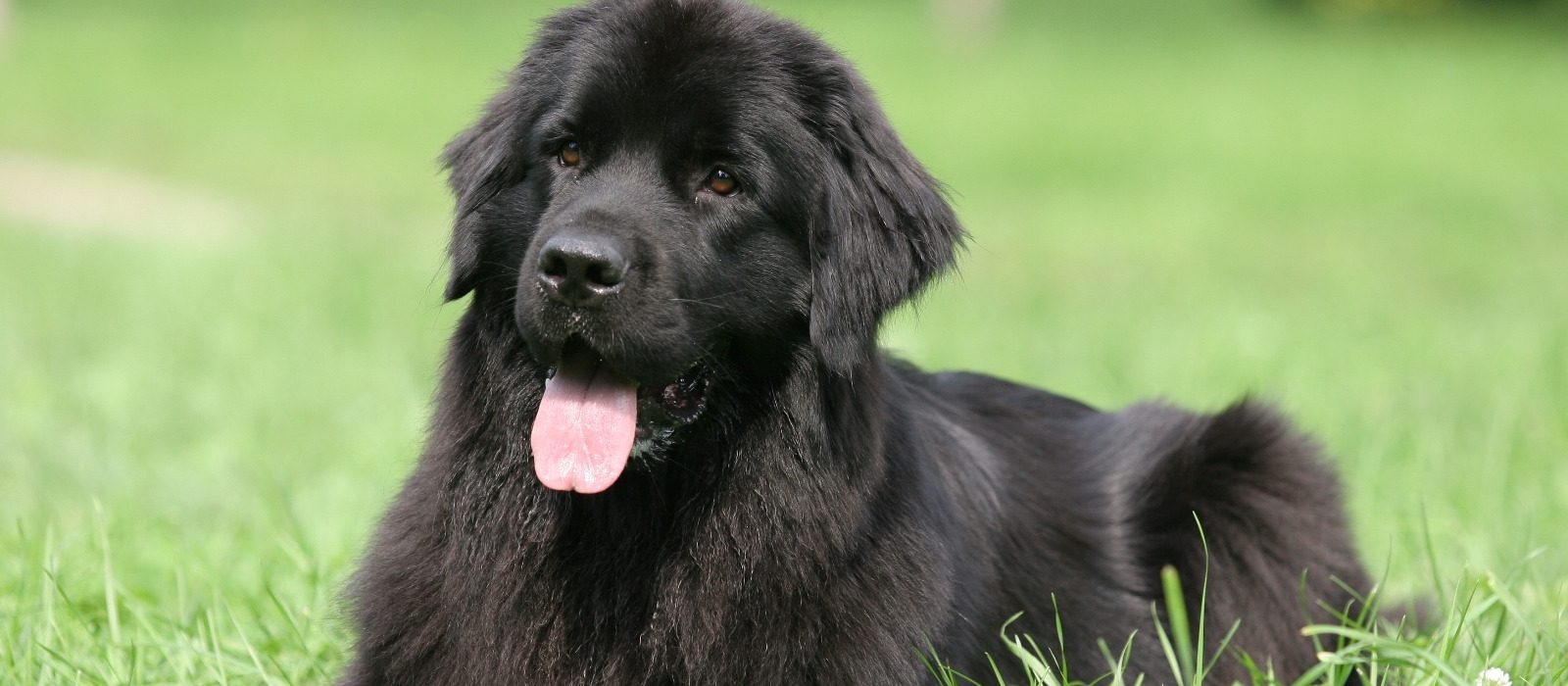 5 Dog Breeds with bed Feet Pet Master Singapore